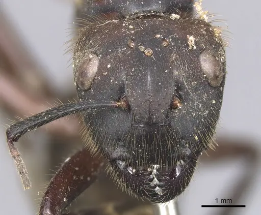 Camponotus misturus - CASENT0901894