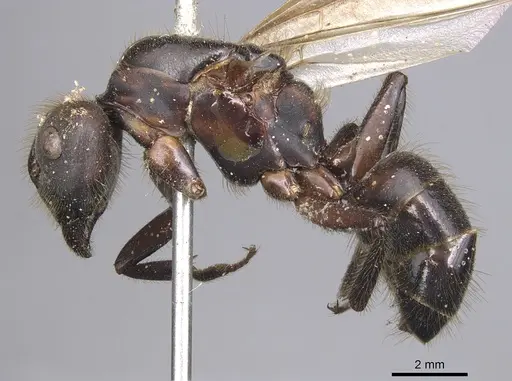 Camponotus misturus - CASENT0901894