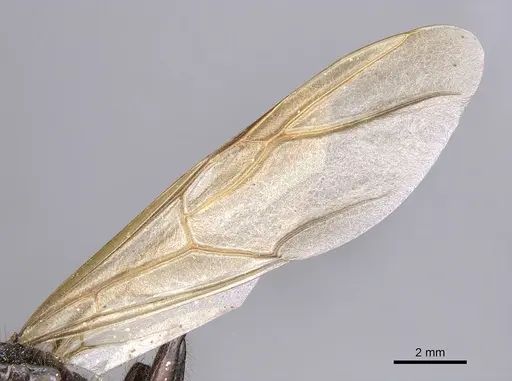 Camponotus misturus - CASENT0901894