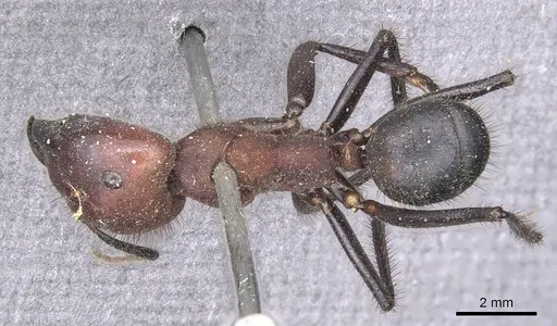 Camponotus misturus - CASENT0901903