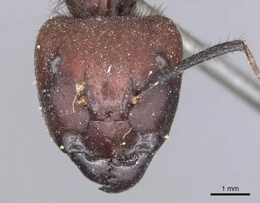 Camponotus misturus - CASENT0901903
