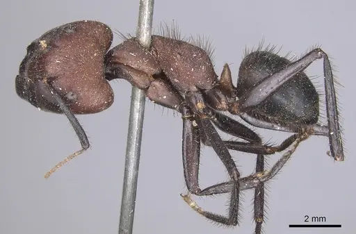 Camponotus misturus - CASENT0901903