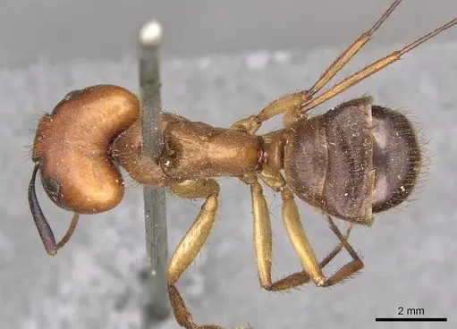 Camponotus misturus - CASENT0910505