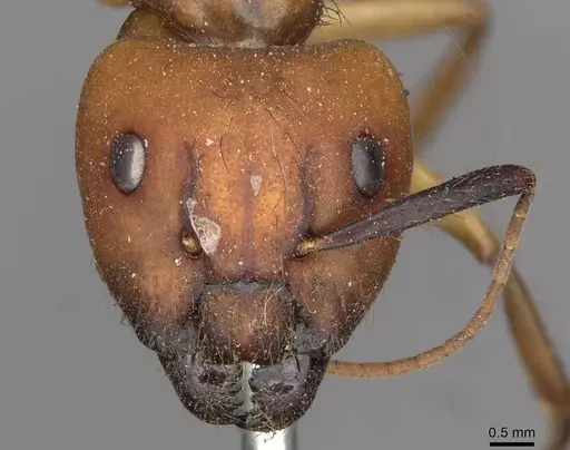 Camponotus misturus - CASENT0910505