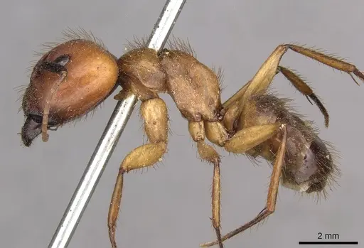 Camponotus misturus - CASENT0910505