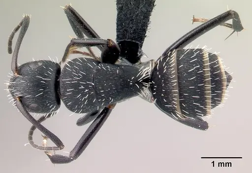 Camponotus mita specimen