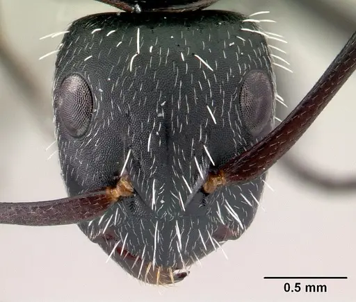 Camponotus mita specimen