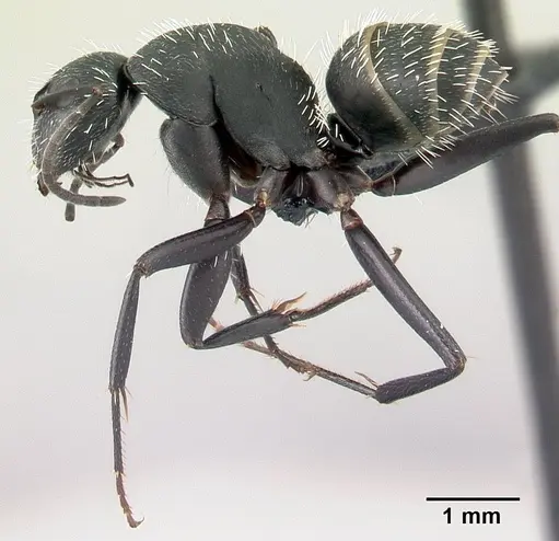 Camponotus mita specimen