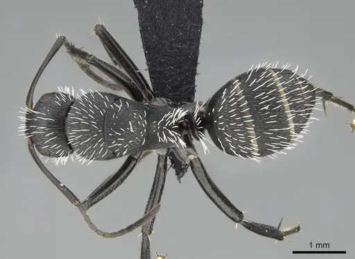 Camponotus mita - CASENT0498906