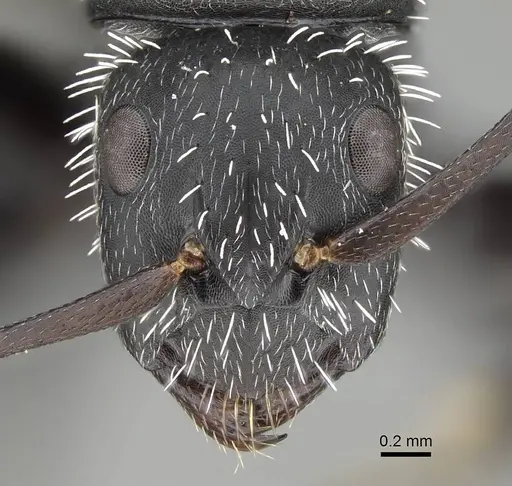 Camponotus mita - CASENT0498906