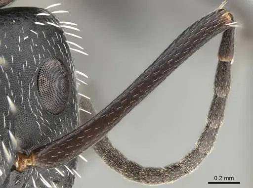 Camponotus mita - CASENT0498906