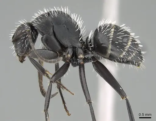 Camponotus mita - CASENT0498906