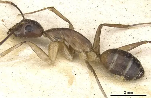 Camponotus mitis specimen