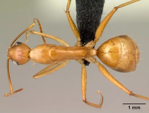 Camponotus mixtellus specimen