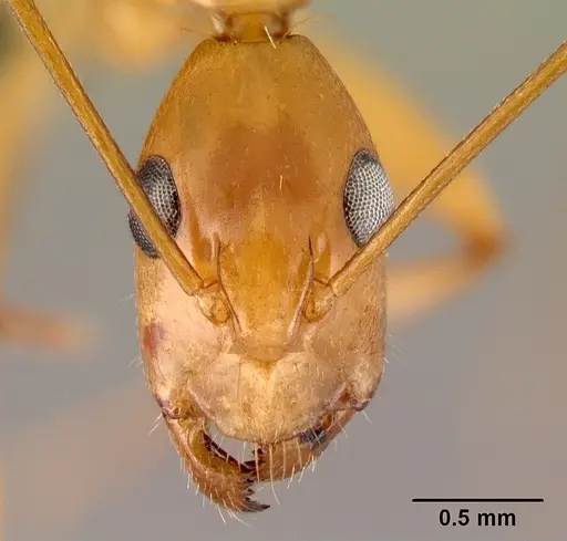Camponotus mixtellus specimen