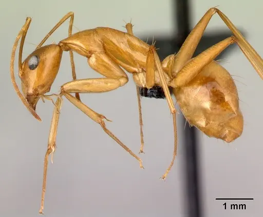 Camponotus mixtellus specimen