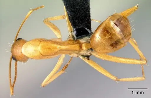 Camponotus mixtellus - CASENT0076675