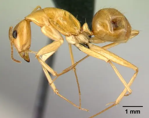 Camponotus mixtellus - CASENT0076675