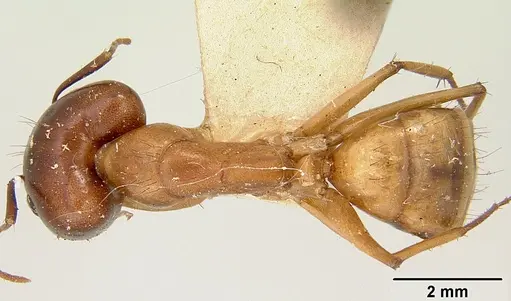 Camponotus mixtellus - CASENT0101893