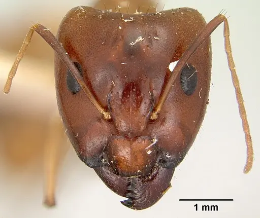 Camponotus mixtellus - CASENT0101893