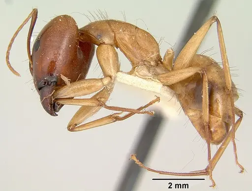 Camponotus mixtellus - CASENT0101893
