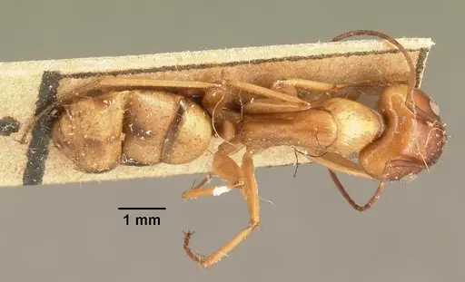 Camponotus mixtellus - CASENT0101924