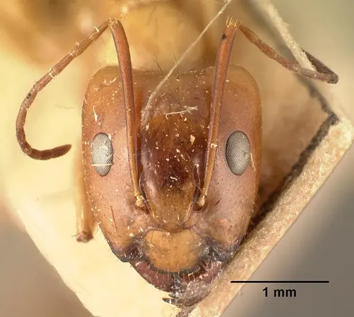 Camponotus mixtellus - CASENT0101924