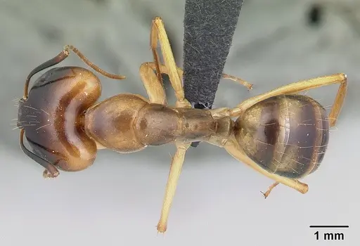 Camponotus mixtellus - CASENT0132562