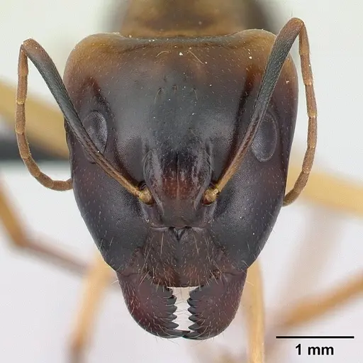 Camponotus mixtellus - CASENT0132562