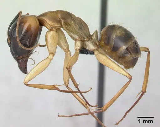 Camponotus mixtellus - CASENT0132562