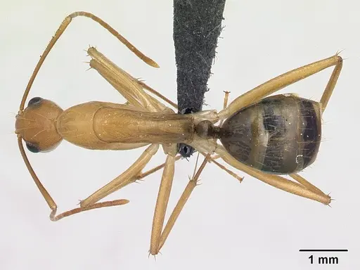 Camponotus mixtellus - CASENT0132606