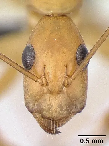 Camponotus mixtellus - CASENT0132606