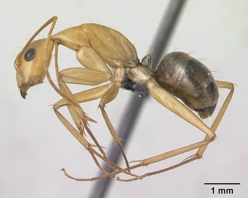 Camponotus mixtellus - CASENT0132606
