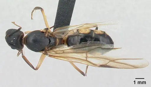 Camponotus mixtellus - CASENT0132927