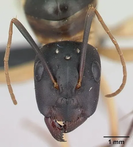 Camponotus mixtellus - CASENT0132927