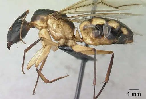 Camponotus mixtellus - CASENT0132927