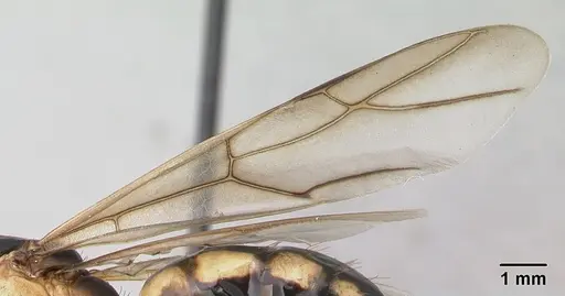 Camponotus mixtellus - CASENT0132927