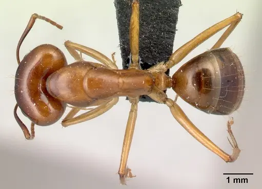 Camponotus mixtellus - CASENT0217296