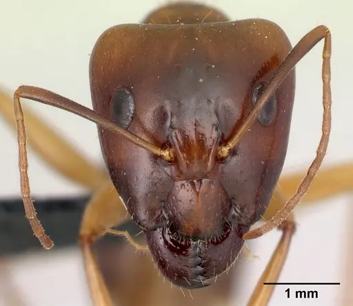 Camponotus mixtellus - CASENT0217296