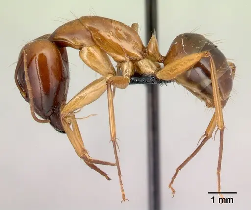 Camponotus mixtellus - CASENT0217296