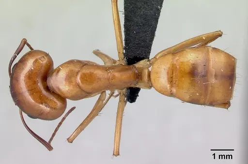 Camponotus mixtellus - CASENT0498445