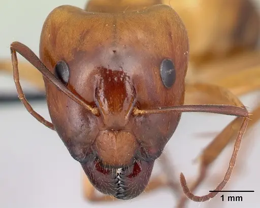 Camponotus mixtellus - CASENT0498445