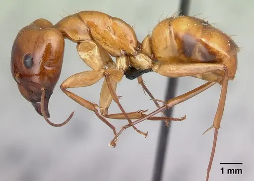 Camponotus mixtellus - CASENT0498445