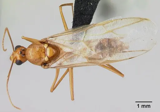 Camponotus mixtellus - CASENT0498447