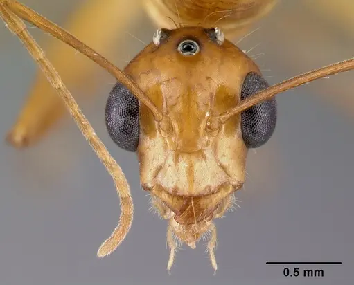 Camponotus mixtellus - CASENT0498447