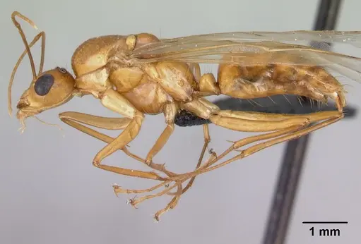 Camponotus mixtellus - CASENT0498447