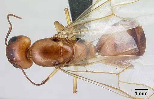 Camponotus mixtellus - CASENT0499148