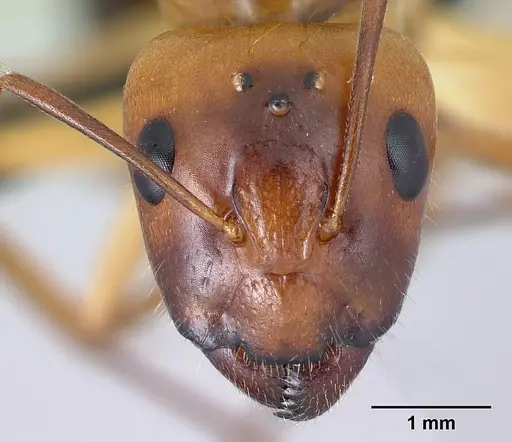 Camponotus mixtellus - CASENT0499148