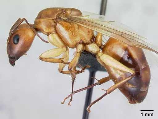 Camponotus mixtellus - CASENT0499148