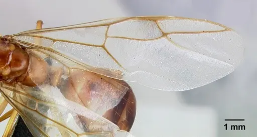 Camponotus mixtellus - CASENT0499148